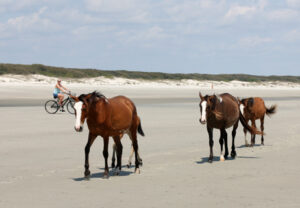 Bicycle Vacations in America